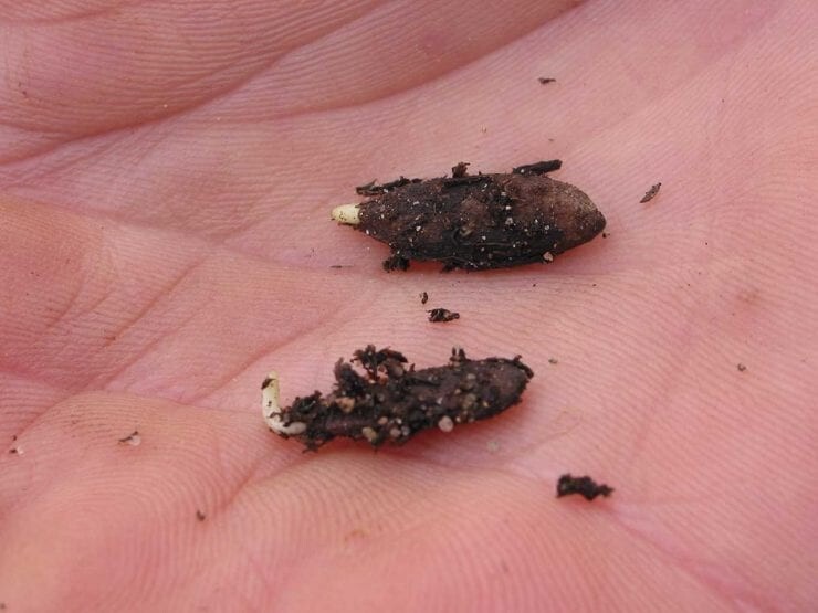 20 White Ash tree seeds Fraxinus americana