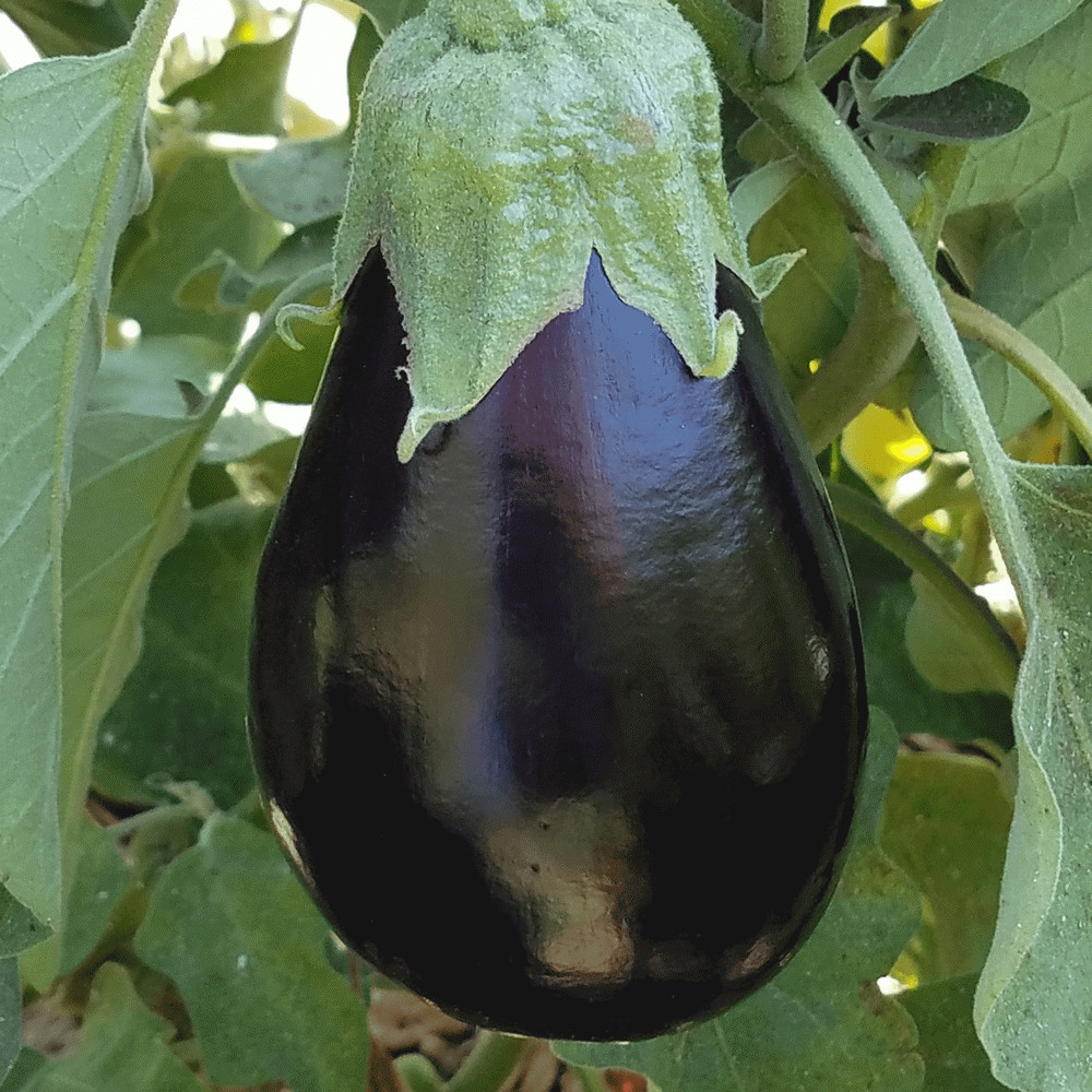 Eggplant Black Beauty Seeds 200+ Vegetable Garden Heirloom NON-GMO FREE SHIPPING