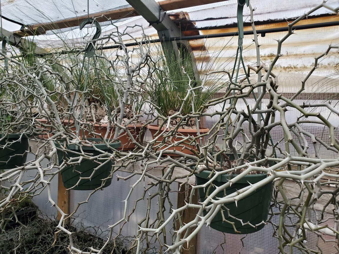 Decarya madagascariensis – Zig Zag Plant – Madagascar – Rooted Lot DM11