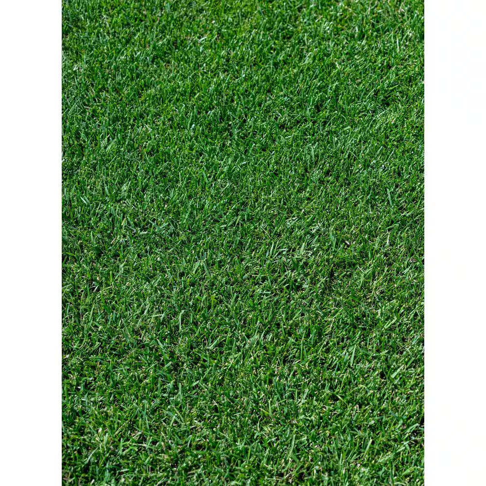 7 Lbs. Tall Fescue Grass Seed