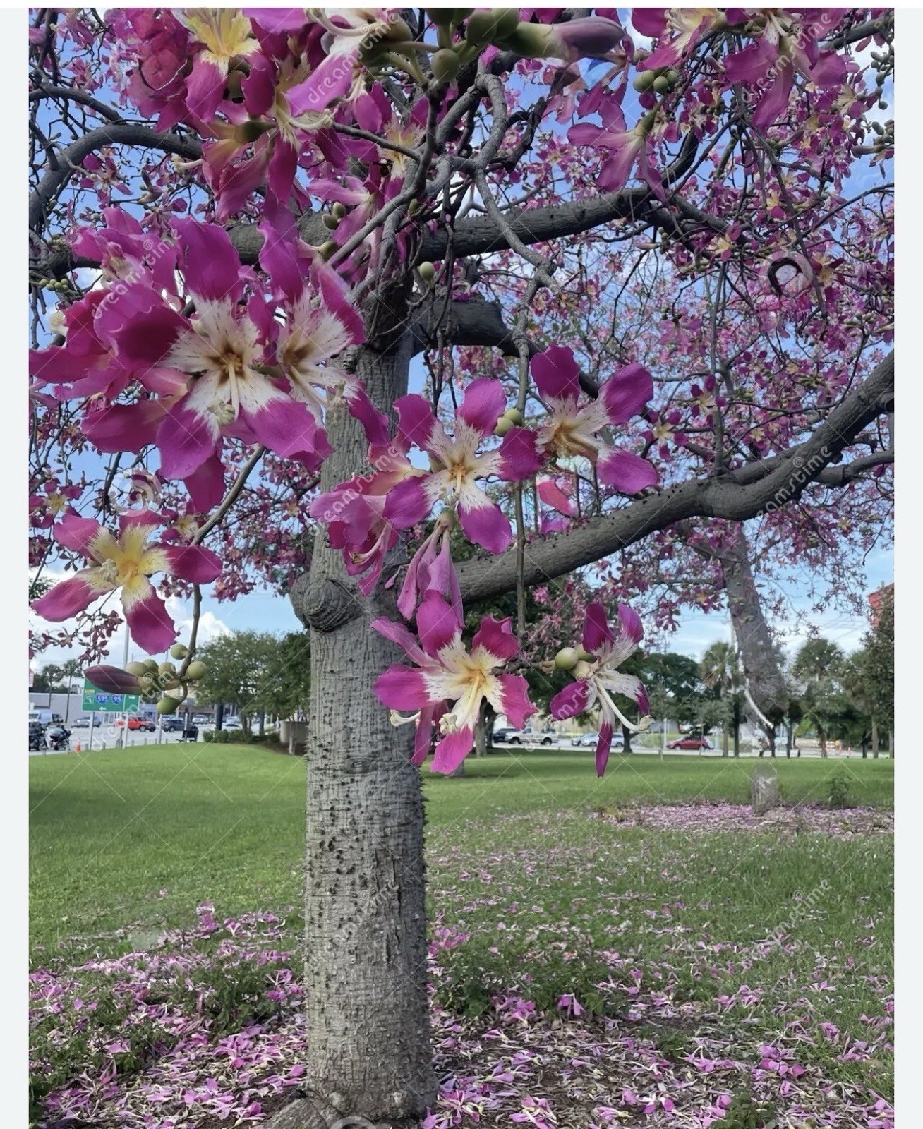 Pink Silk Floss Tree-Ceiba specios-Rare Tree! Beautiful Orchid Like Blooms!