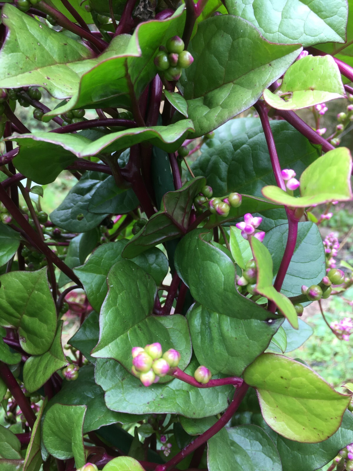 30 Red Malabar Spinach / Malabar seeds Organic **Free S/H **