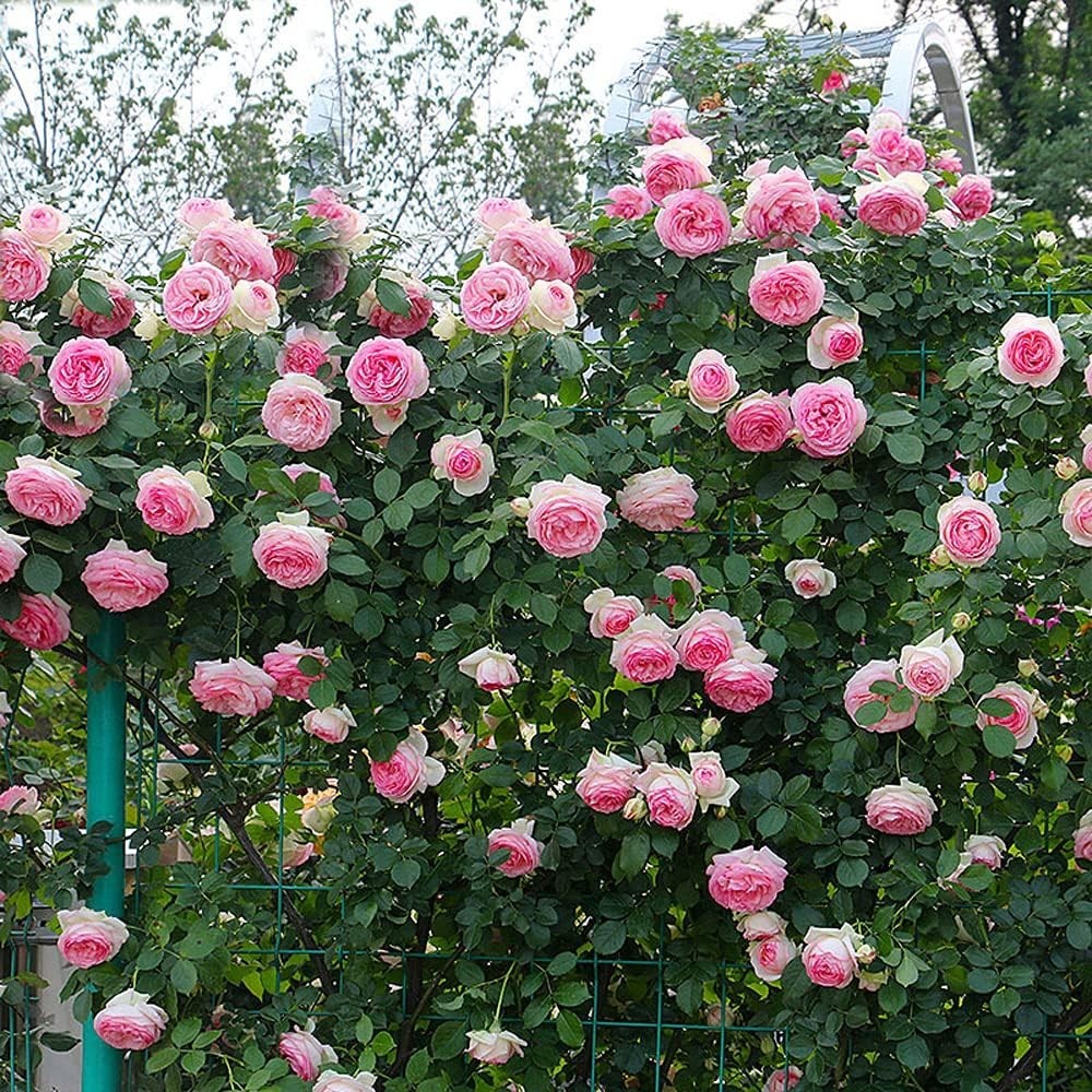 Pink Climbing Rose Vine Seeds 100pcs Fragrant Blooming Garden Plant