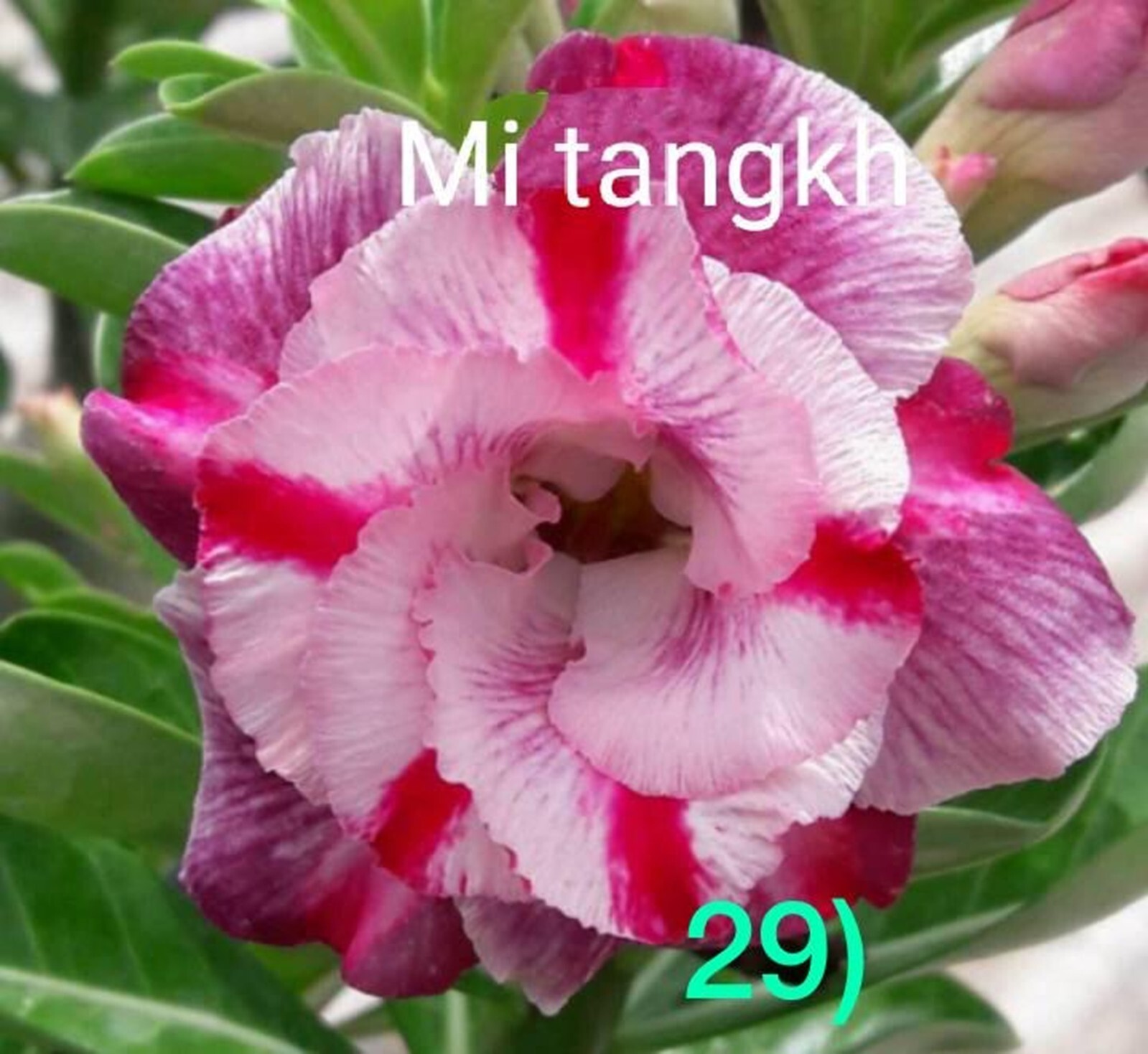 4 Mi Tangkh Desert Rose Seeds Adenium Obesum Flower Perennial Seed US SELLER