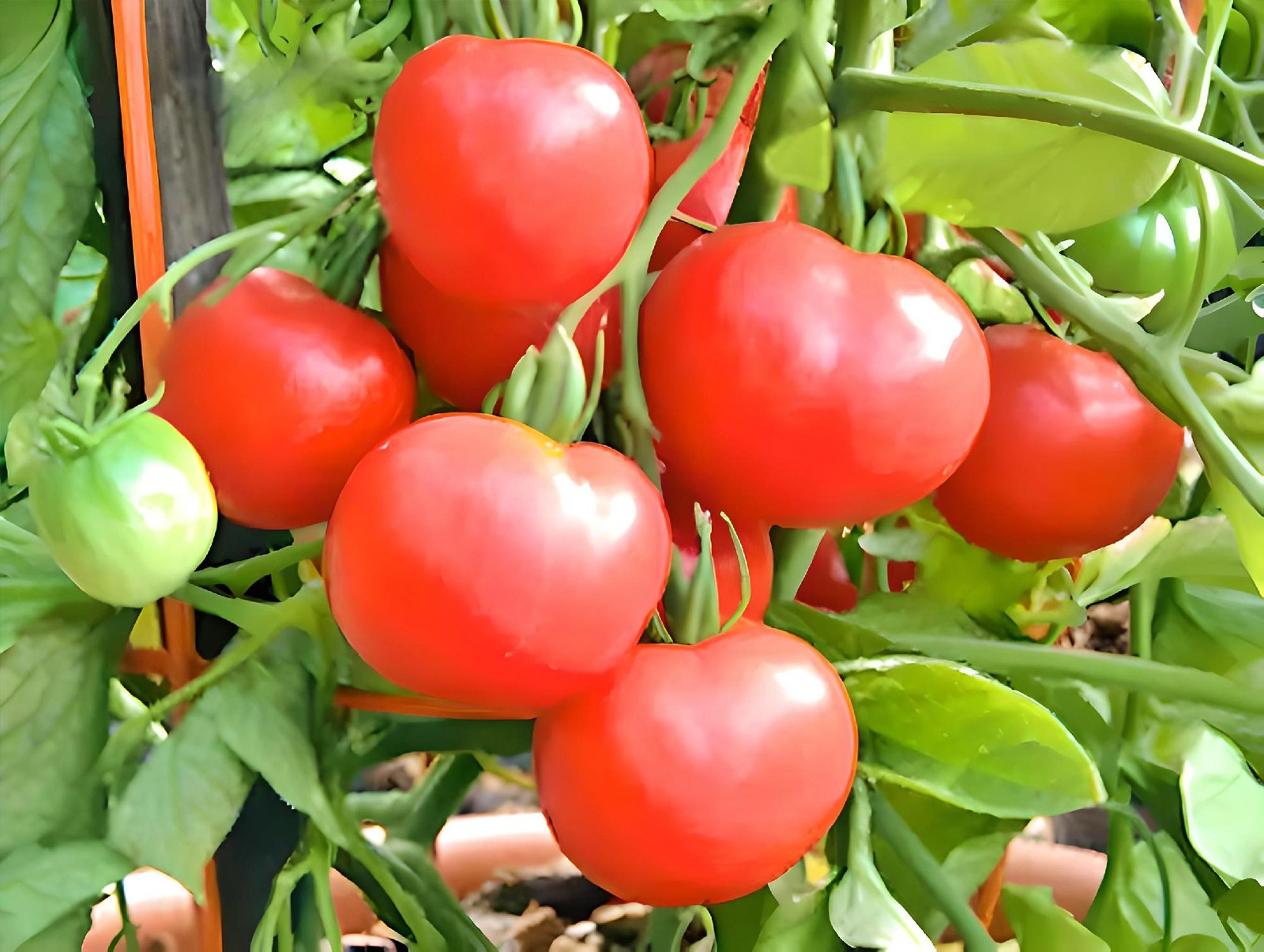 Polar Beauty, Tomato