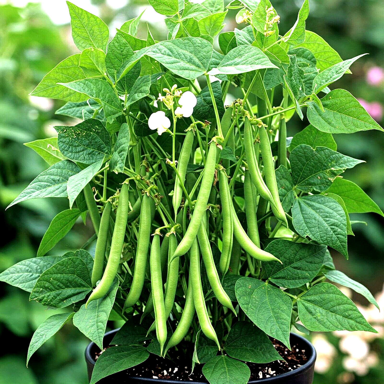 150+ BLUE LAKE BUSH GREEN BEAN SEEDS HEIRLOOM NON-GMO TASTY HARDY AUTUMN BULK