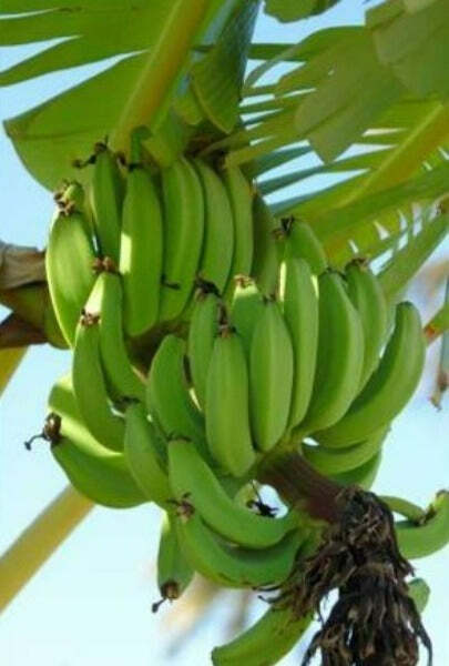 Musa sikkimensis Darjeeling | Darjeeling Banana | 10 Seeds