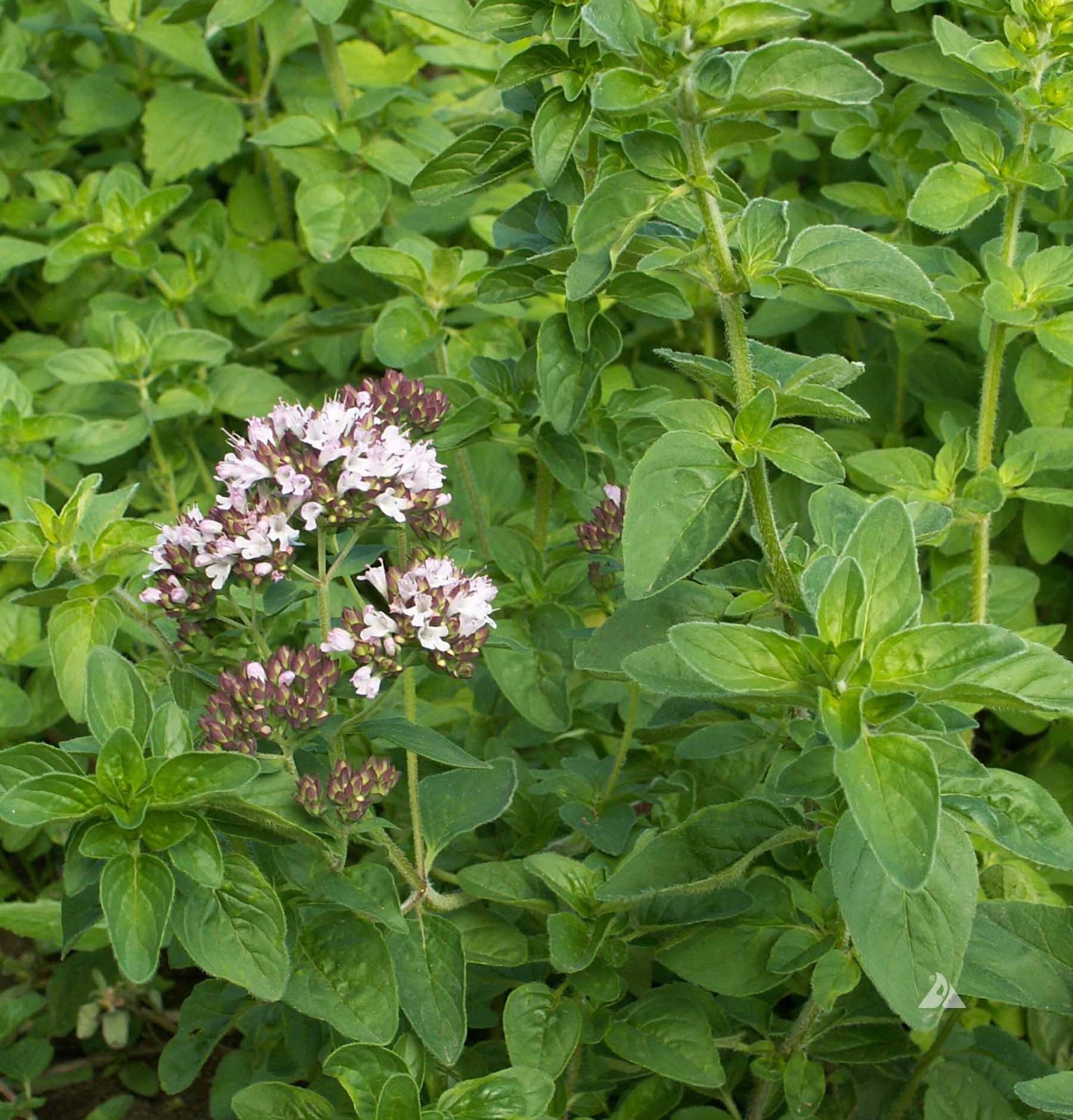 Common Oregano Seeds Heirloom Non-GMO Free Shipping