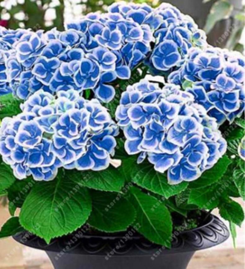 10 EXOTIC RARE HYDRANGEA SEEDS for garden flower beds plant bush USA SELLER USPS