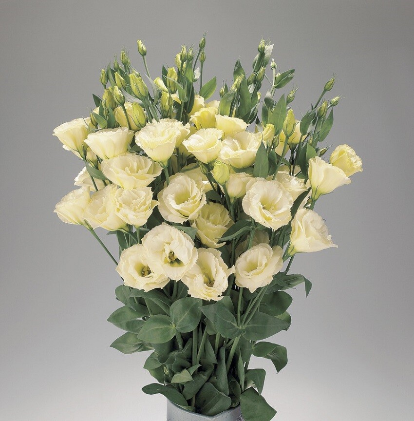 Lisianthus Seeds Advantage Yellow 25 Pelleted Seeds Flower Seeds