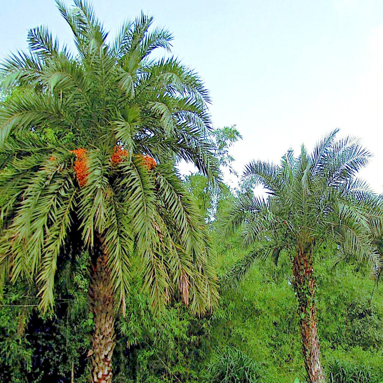 5 Date Palm Tree Seeds (Phoenix dactylifera) Edible Fruit Plant Hardy to Zone 8