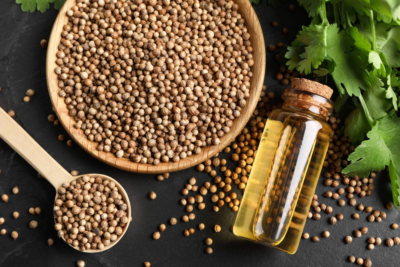 1000 CILANTRO / CORRIANDER / Chinese PARSLEY Coriandrum Sativum Herb Seeds