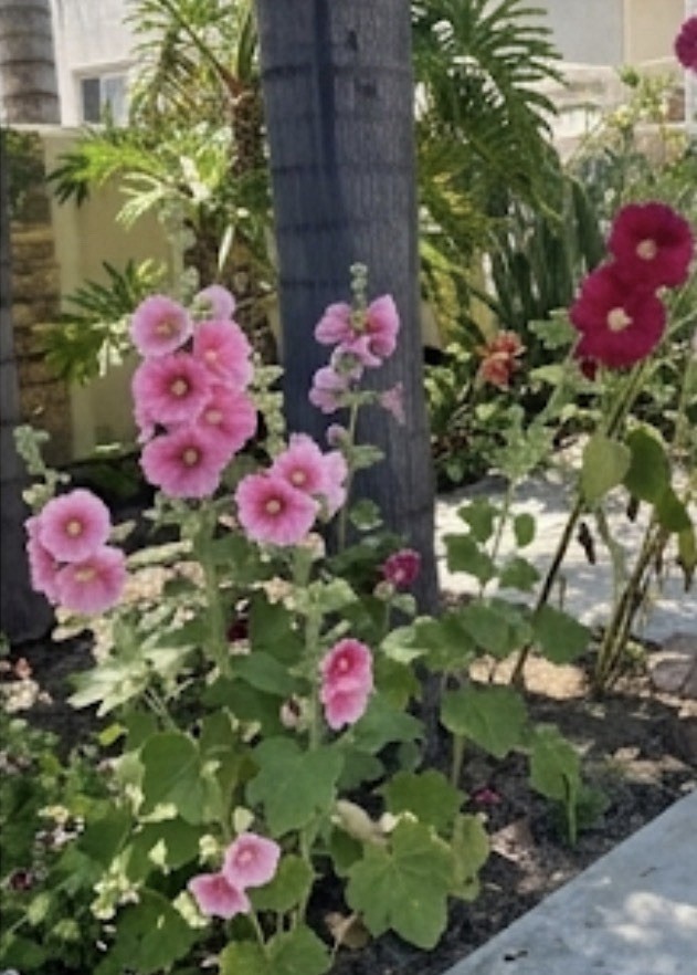 200 Hand Picked, Fresh Hollyhock Seeds. Variety Of Pink Hues