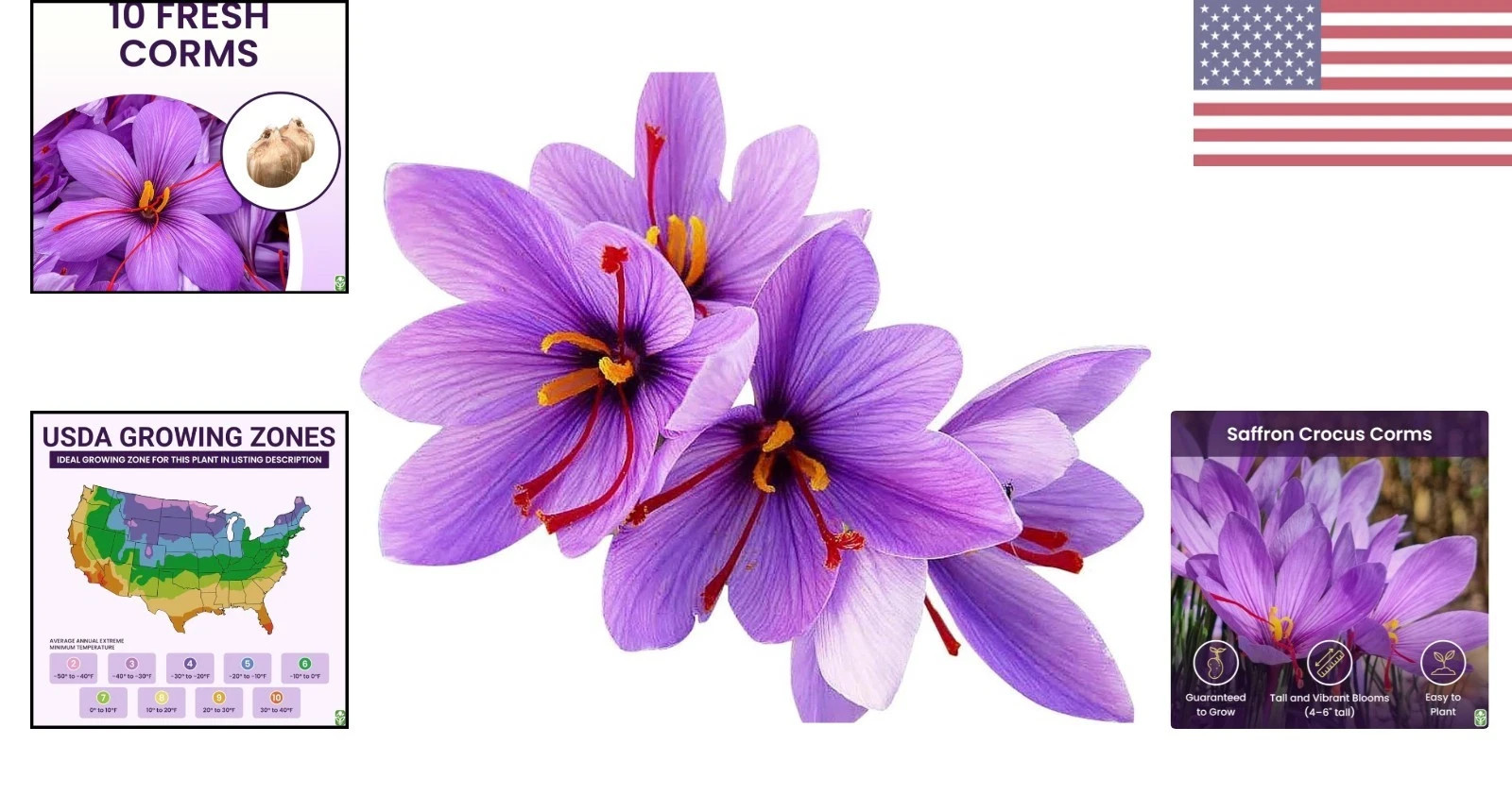 Stunning Fall Blooms – 10 Large Saffron Crocus Corms for a Beautiful Garden