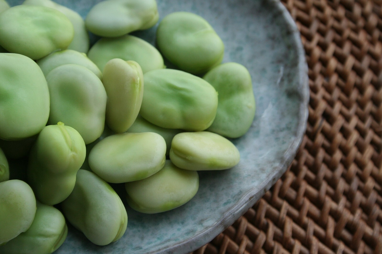 Broad Windsor Fava Bean Seeds, NON-GMO, Mediterranean, Cover Crop, FREE SHIPPING