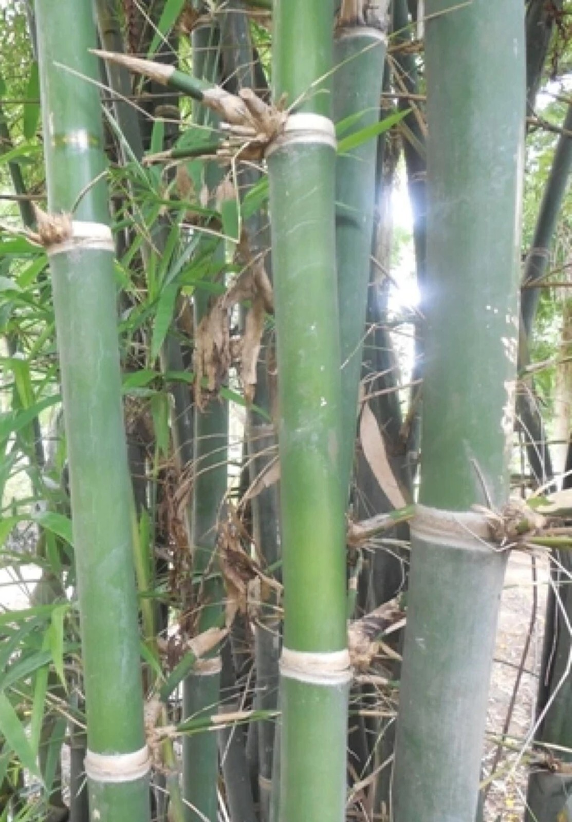 100 Harbin Invers Bamboo Seeds Perennial Ornamental Seed Privacy Shots US SELLER