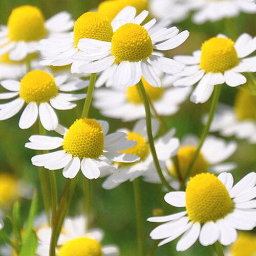 Roman Chamomile Seeds | Heirloom / Non-GMO | Free Shipping | Herb Seeds | 1153
