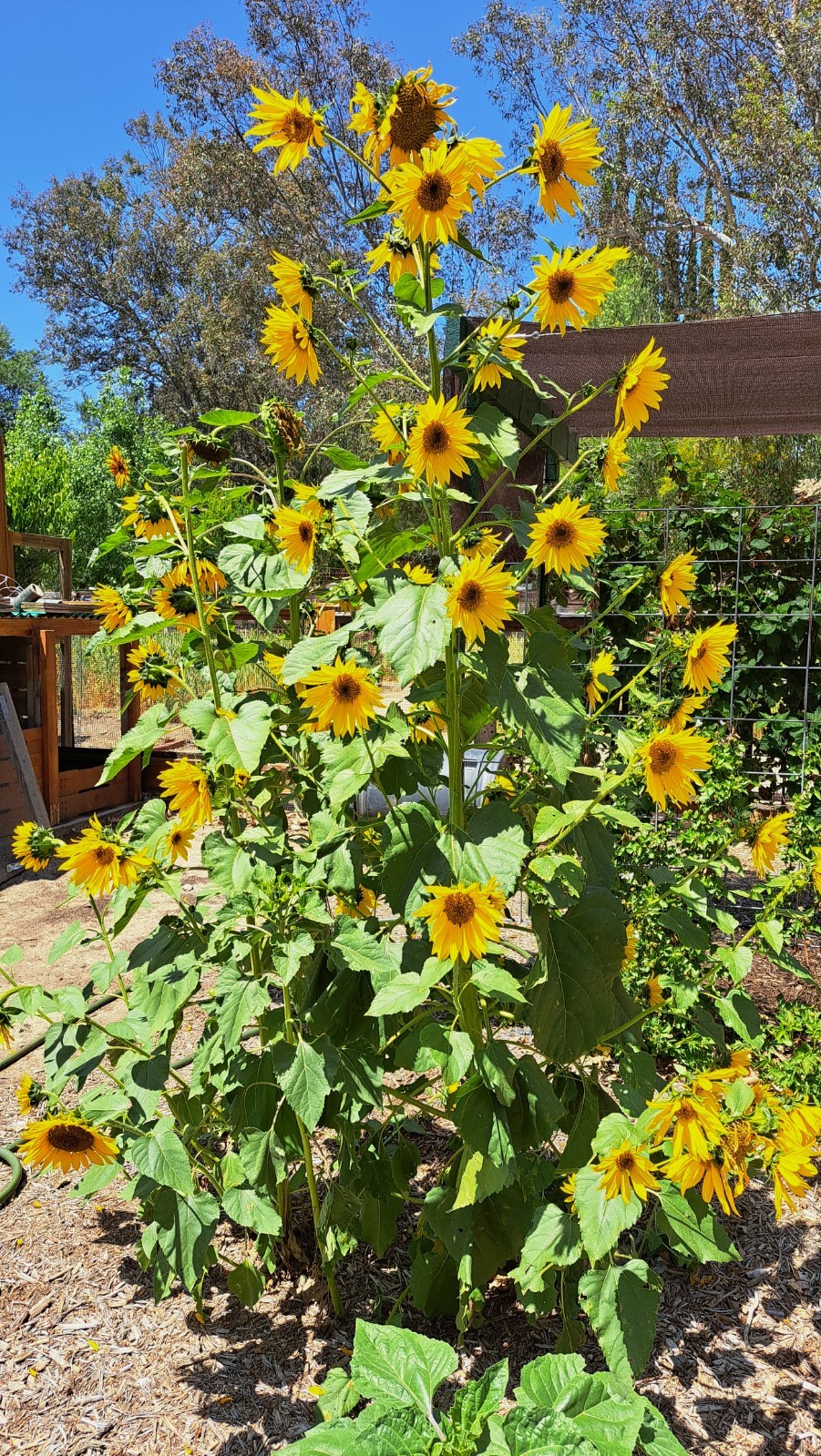 Lot of 3 Dried Sunflower Heads 4″ to 5″ for Pets Birds Crafts Etc Pesticide Free