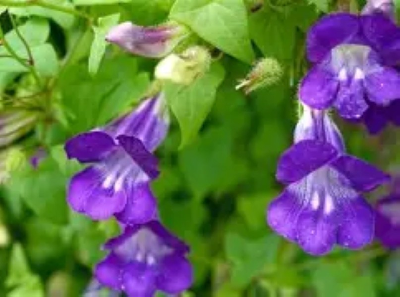 Climbing Snapdragon*Asarina Scandens-Joan Loraine Blue Climber Seed*hummingbird