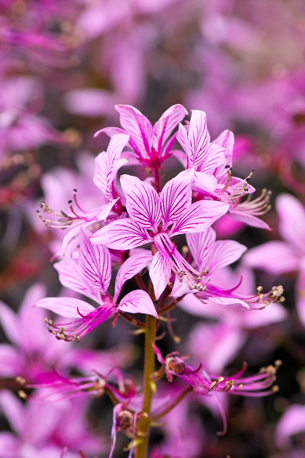 10 RED GAS PLANT Fragrant Fire Plant Dictamnus Albus Ruber Flower Seeds