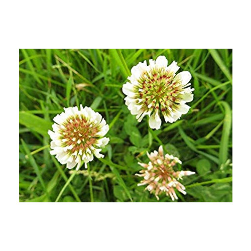 Dutch White Clover Nitro Coated Inoculated By Seed Kingdom 7,000 Seeds