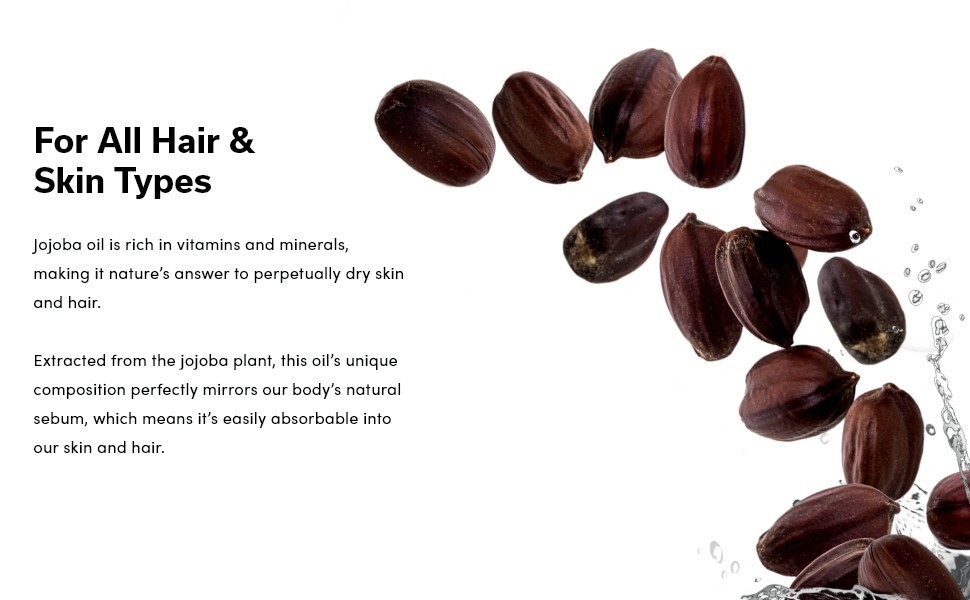JOJOBA TREE SEEDS (Simmondsia chinensis) Medicinal Fruit Oil Goat Nut Plant RARE