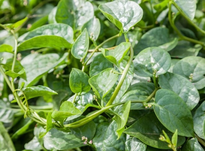 150+Malabar Spinach Seeds Mong Toi Ceylon Vine Spinach GMO Free Perennial