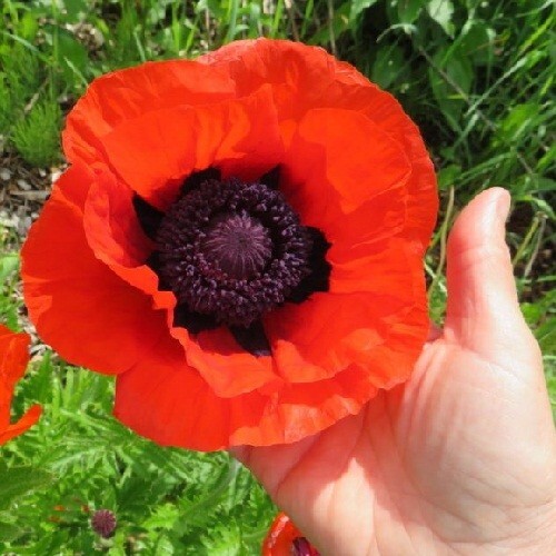 2,500 Prince of Orange Perennial Orientale Poppy Seeds For Planting. Huge Blooms