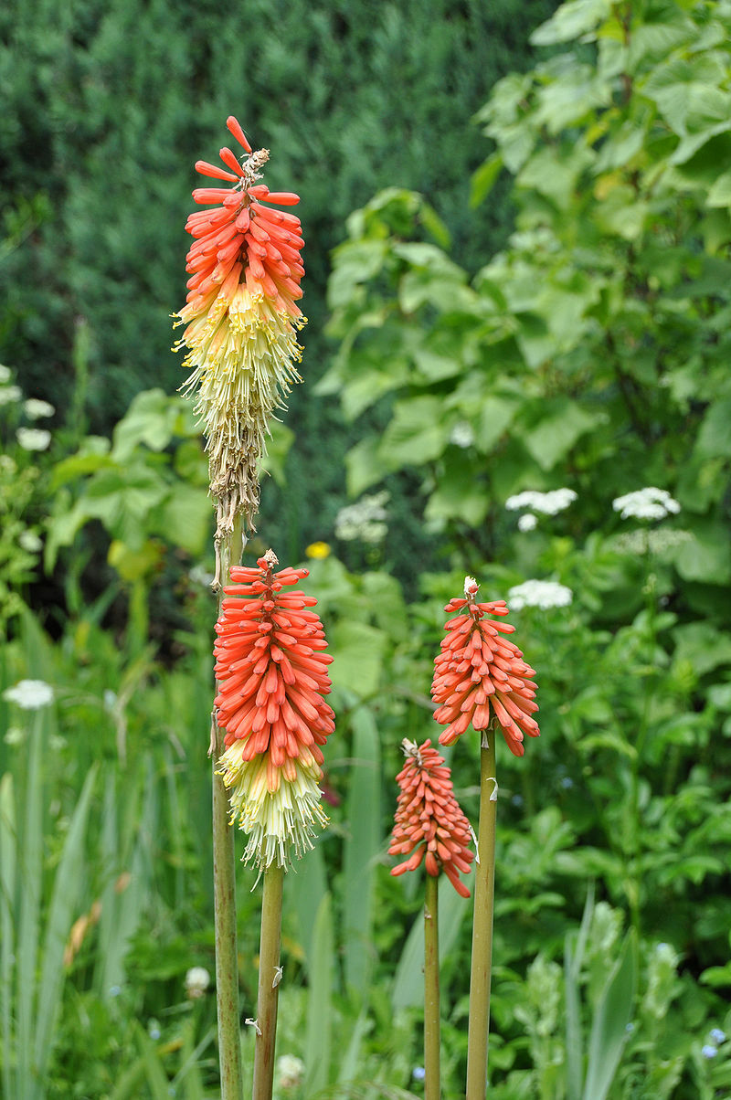 RED HOT POKER 100 SEEDS, ORANGE AND YELLOW FLOWERS. KNIPHOPHIA, TORCH LILY