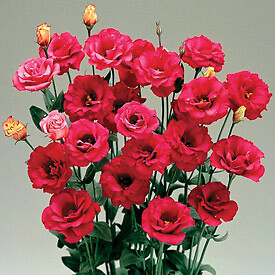 Lisianthus Arena Red III 250 seeds