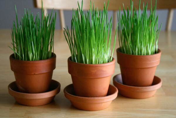 16 oz Wheatgrass