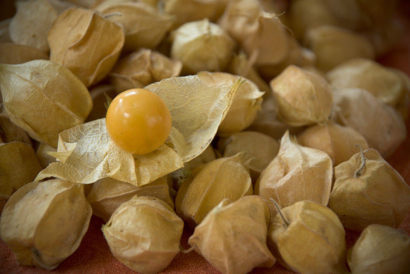 cherry, GROUND CHERRY cape GOOSEBERRY, 210 seeds! GroCo* (BUY ANY 10=SHIPS FREE)