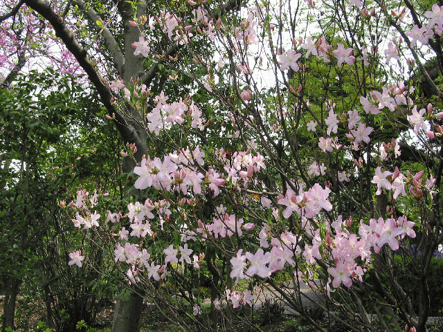 Royal Azalea, Rhododendron schlippenbachii, Seeds (Showy, Fragrant, Fall Color)