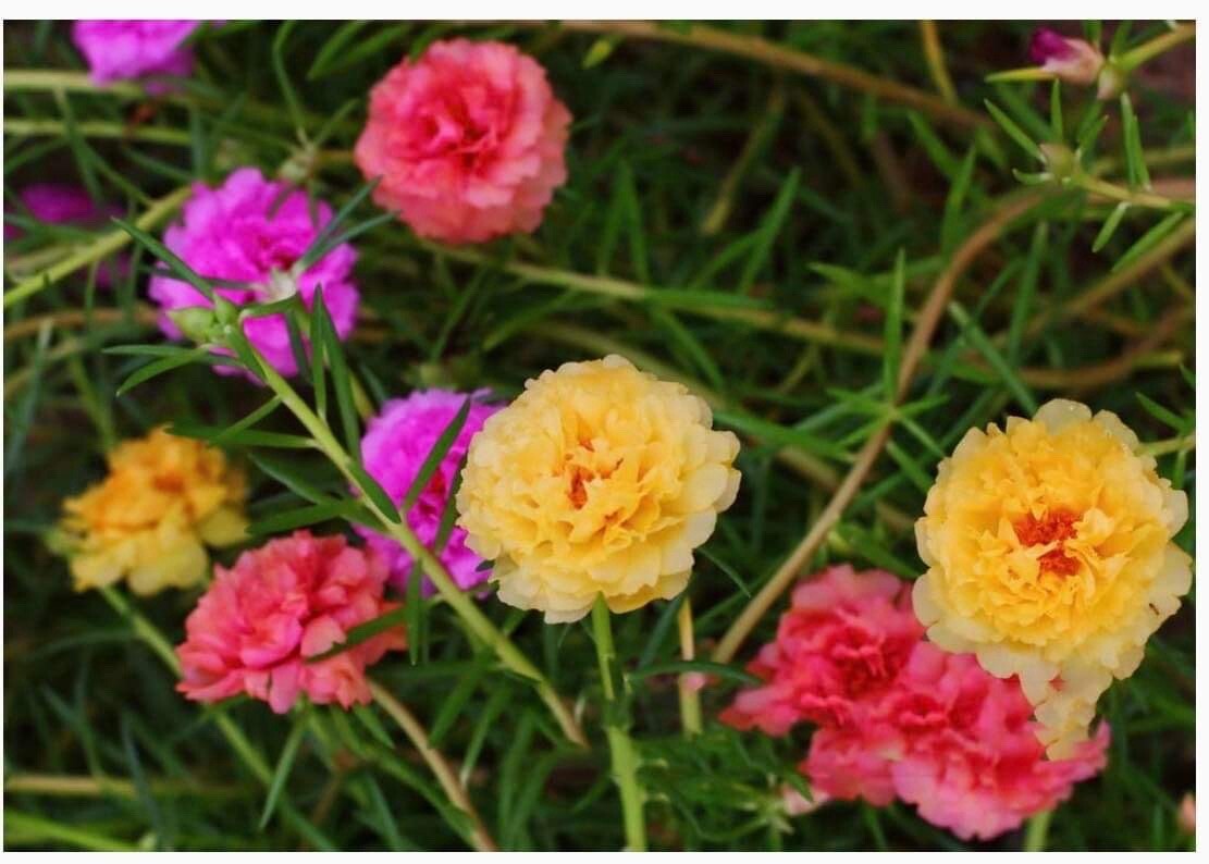 1000+ Seeds MIXED MOSS ROSE PORTULACA GRANDIFLORA MIX -Buy2Get1Free(add2incart)