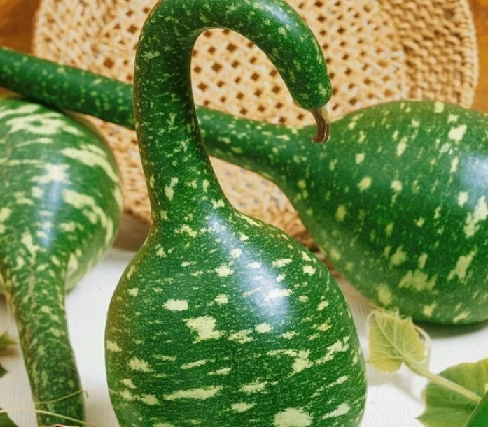 🌱 30 Speckled Swan Gourd Seeds, NON-GMO organic us seller