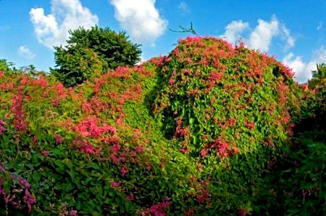 CORAL VINE SEEDS (Antigonon Leptopus) Mexican Creeper Chain of Love Pink Flower