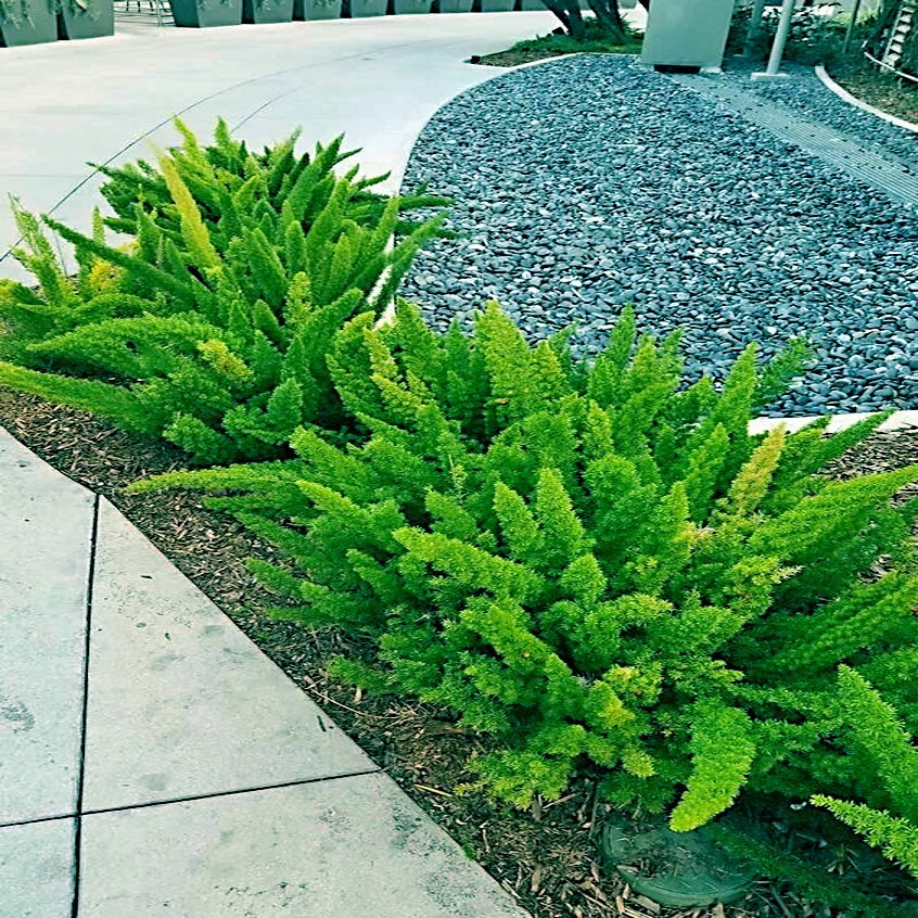 10 ASPARAGUS FOXTAIL FERN Seeds Myers Houseplant Tropical Flower Garden RARE!