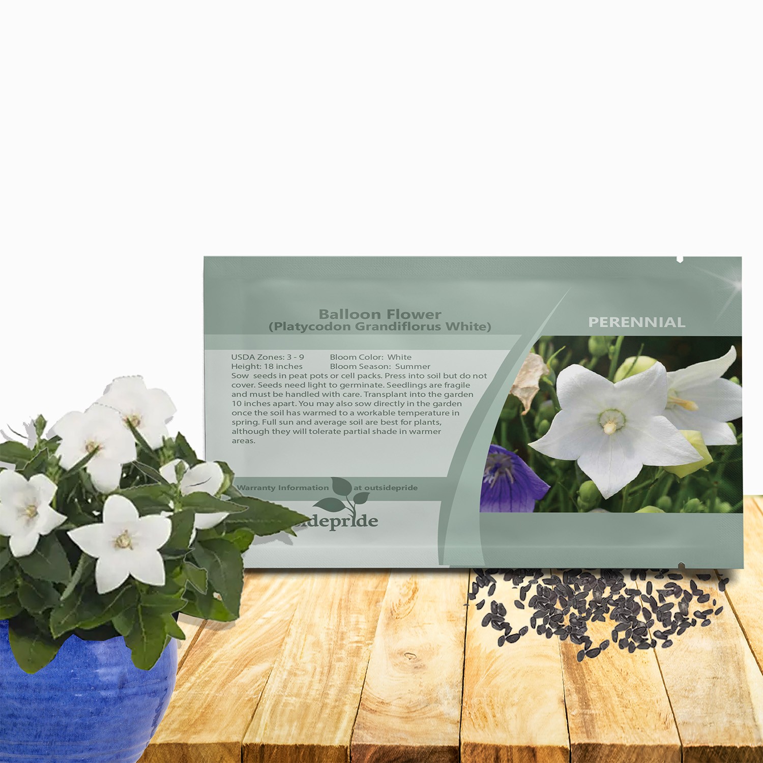 2000 Seeds White Balloon Flower Seeds – Platycodon Grandiflorus Flower Seed