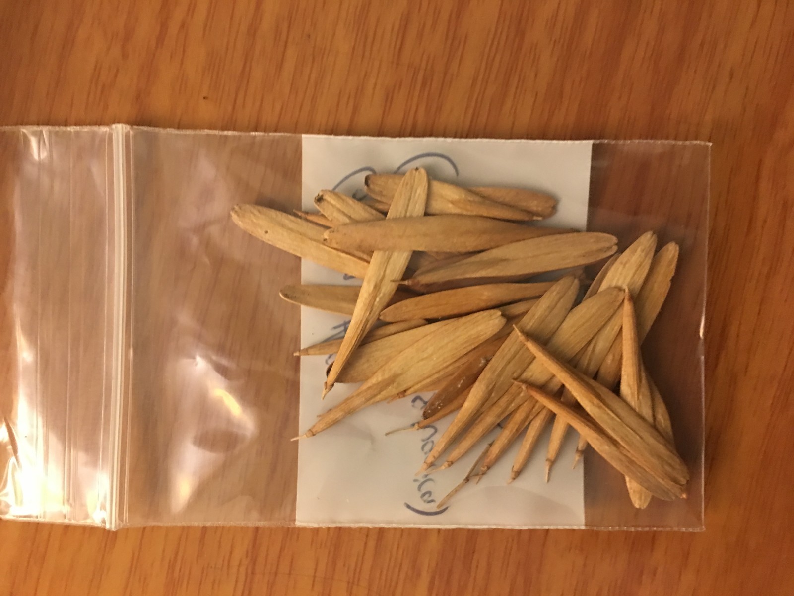 Green Ash Tree Seeds (Fraxinus Pennsylvanica), 25 seeds