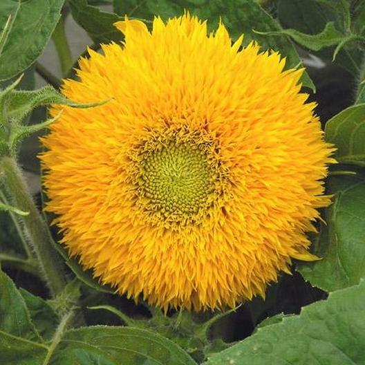 Sunflower SUNNY Mix Landscaper’s Pack Bulk Non-GMO Hummingbirds 250 Seeds!