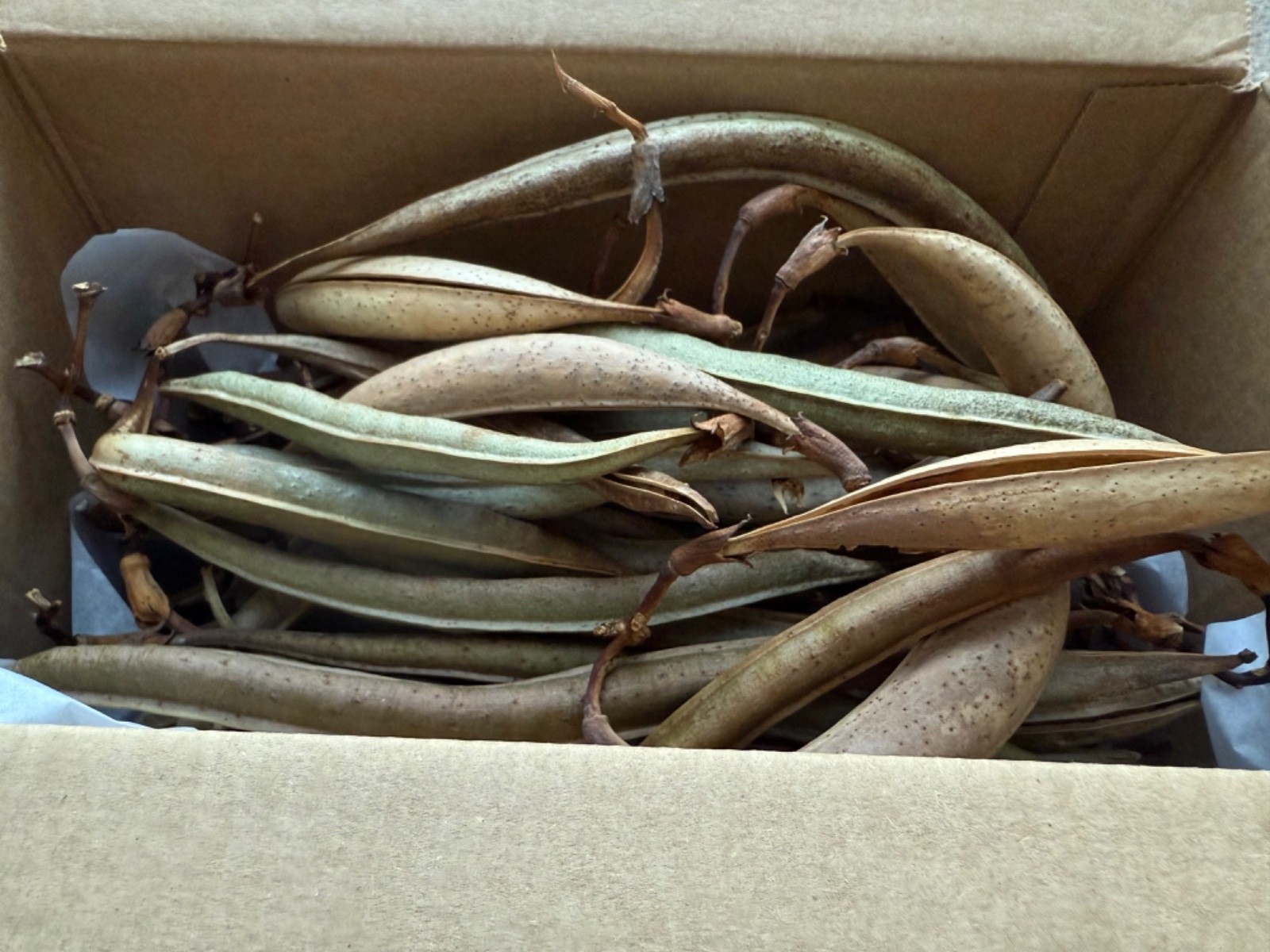 70+ Dried trumpet vine pods (with seeds) from New Mexico for crafting & planting