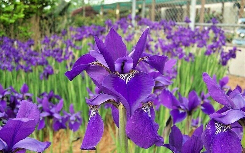 20 CAESARS BROTHER SIBERIAN IRIS SEEDS – Iris siberica