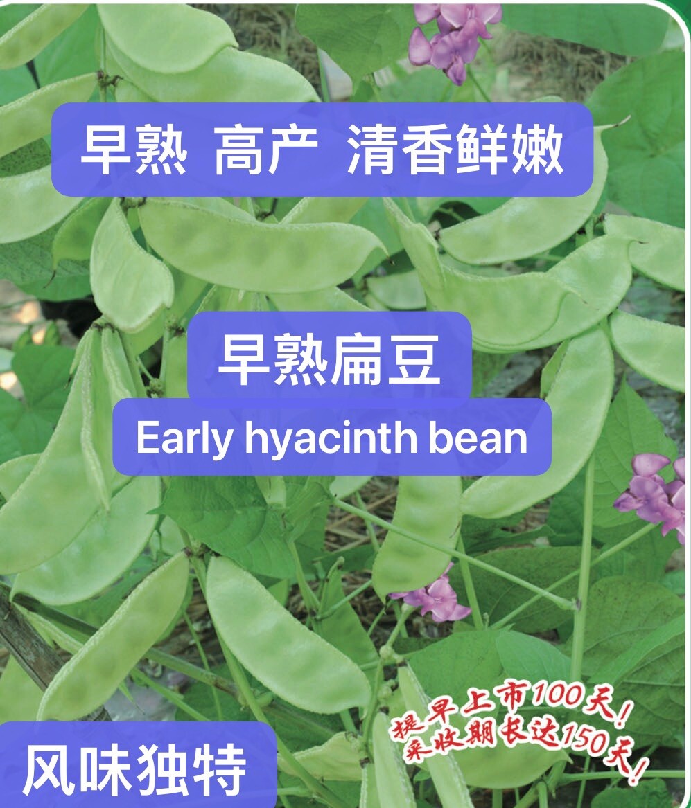20CT Early Hyacinth Bean Heirloom Vine Flat Bean Seeds 20粒早熟高产眉豆扁豆种子. 2023年新产种子