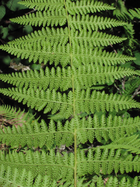 Hay Scented Fern 20 clumps (Dennstaedtia punctilobula)
