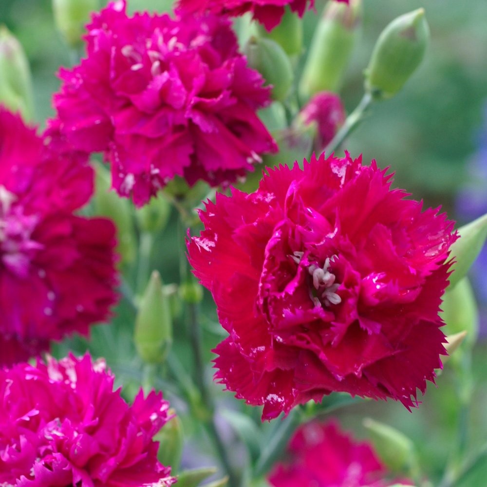 1000 Seeds Carnation Seeds – Dianthus Caryophyllus Chabaud Magenta Flower Seed