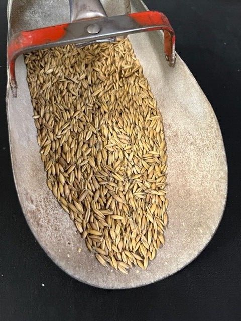Buck Forage Oats Seeds Preferred by Whitetails
