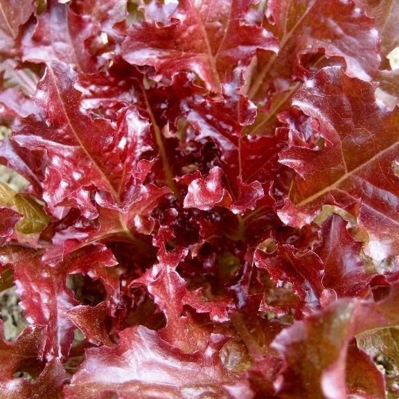 200+ seeds, Lettuce Seeds – Salad Bowl (red), Open pollinated,Heirloom, Non-GMO