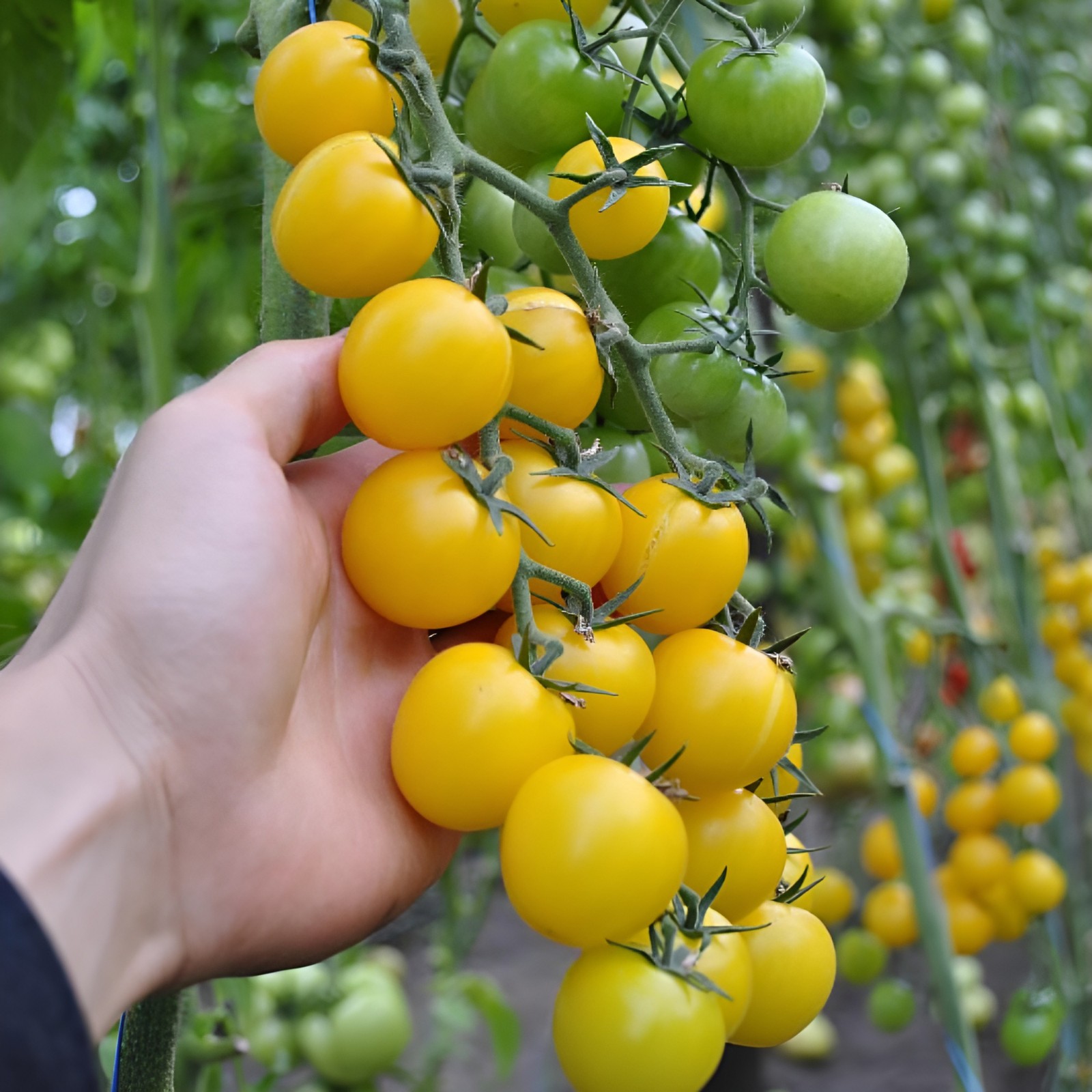 100 Heirloom Large Yellow Cherry Tomato Seeds – Egg Yolk – 1oz Sweet High Yields