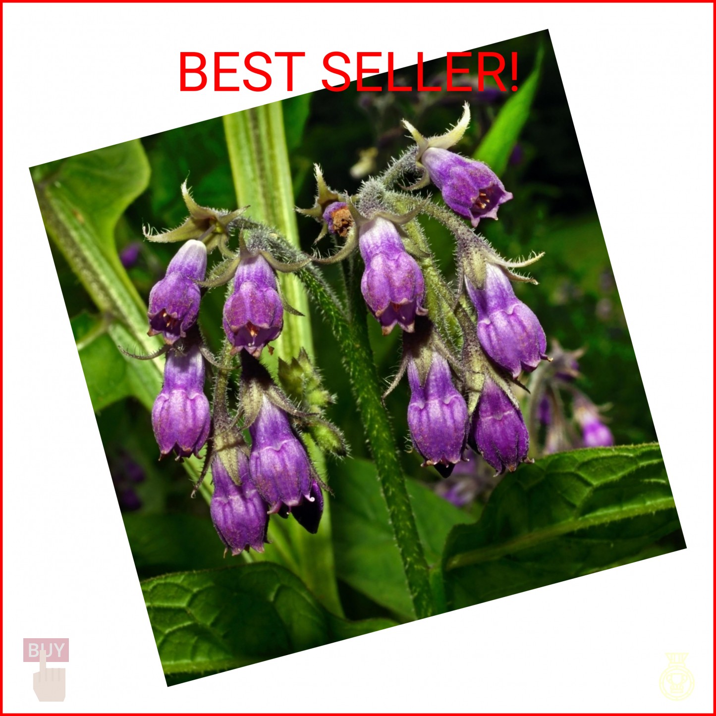 100 Symphytum Officinale Comfrey Seeds – Perennial Symphytum Officinale Comfrey