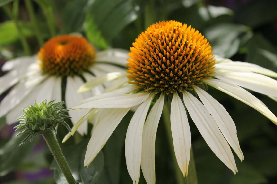 40 Seeds White Swan Coneflowers Echinacea Purpurea Alba~Beautifully Fragranced !